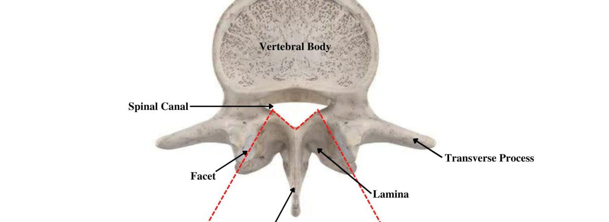 diagram of lumbar vertebrae anatomy