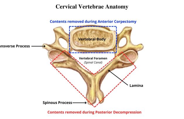 diagram of cervical vertebrae anatomy