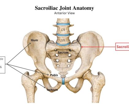 anterior view sacroiliac joint anatomy