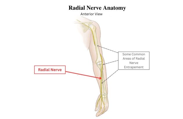image of radial nerve anatomy anterior view